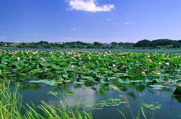 諾獅團隊考察微山湖旅游景區(qū)”田園綜合體和特色小鎮(zhèn)“項目